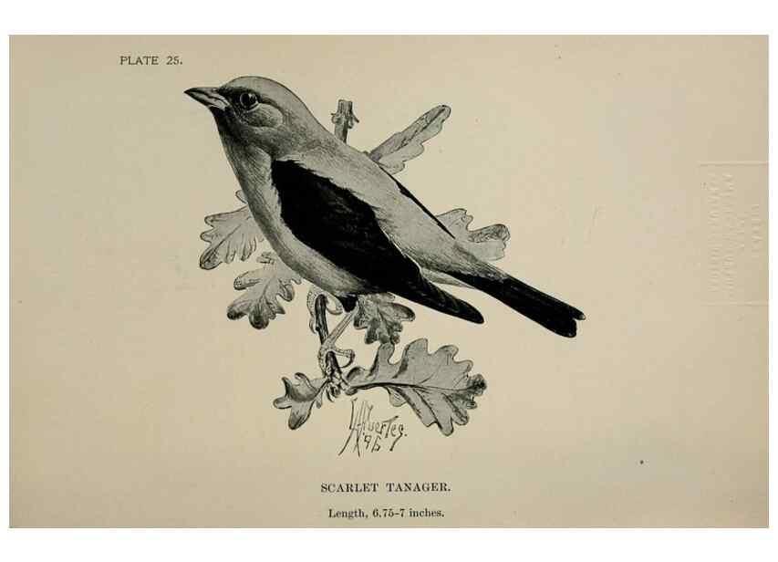 Reproducción/Reproduction 7180161097: Birdcraft :. New York :Macmillan Co.,c1897.