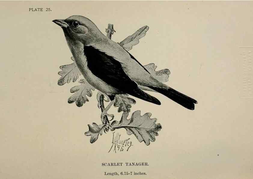 Reproducción/Reproduction 7180161097: Birdcraft :. New York :Macmillan Co.,c1897.