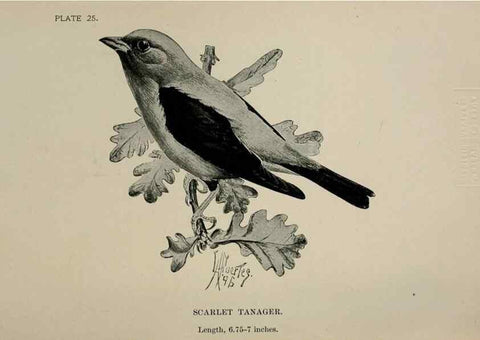 Reproducción/Reproduction 7180161097: Birdcraft :. New York :Macmillan Co.,c1897.