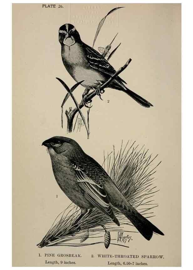 Reproducción/Reproduction 7365390552: Birdcraft :. New York :Macmillan Co.,c1897.