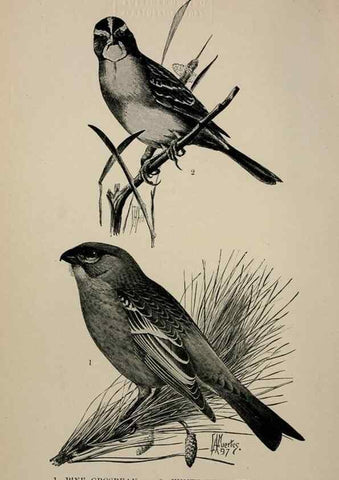 Reproducción/Reproduction 7365390552: Birdcraft :. New York :Macmillan Co.,c1897.