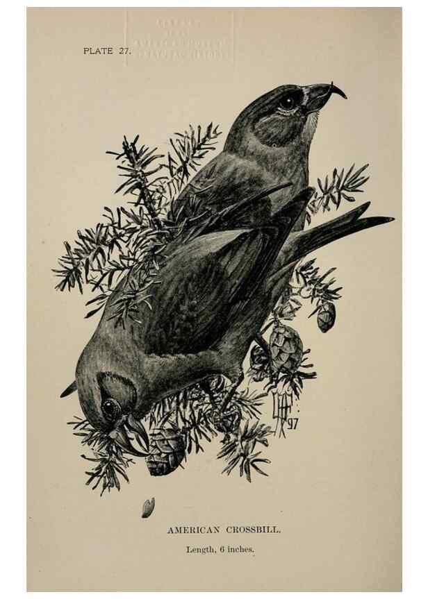 Reproducción/Reproduction 7180164485: Birdcraft :. New York :Macmillan Co.,c1897.