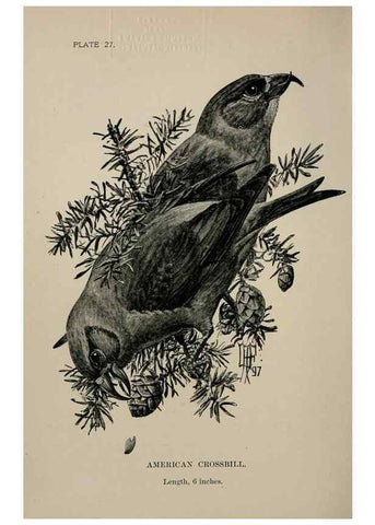 Reproducción/Reproduction 7180164485: Birdcraft :. New York :Macmillan Co.,c1897.