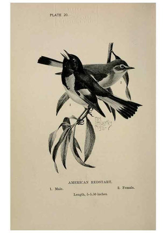Reproducción/Reproduction 7180153333: Birdcraft :. New York :Macmillan Co.,c1897.