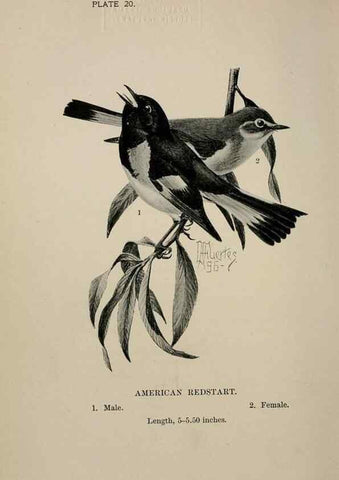 Reproducción/Reproduction 7180153333: Birdcraft :. New York :Macmillan Co.,c1897.