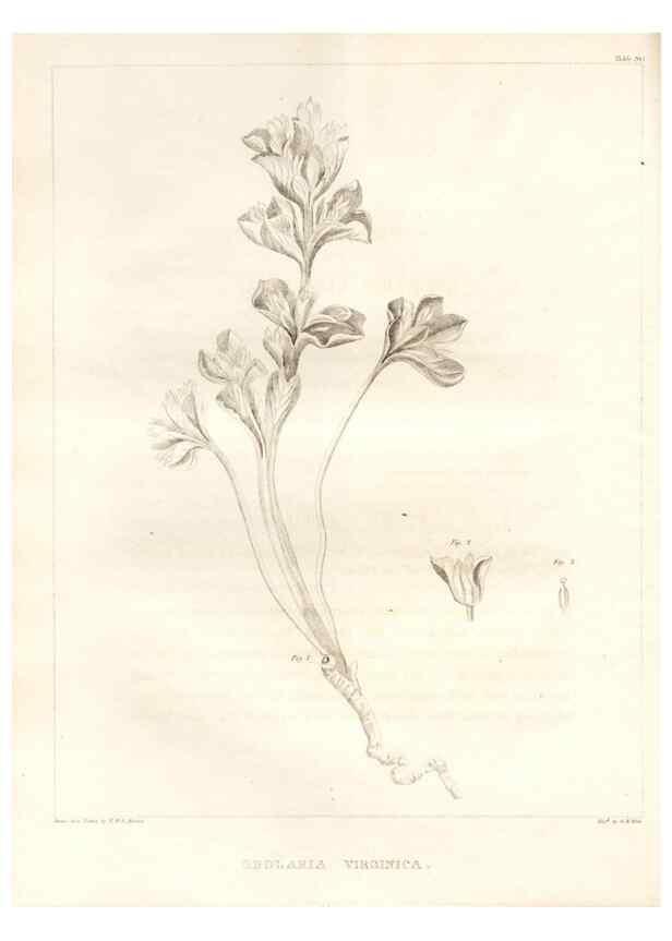 Reproducción/Reproduction 7361691250: A flora of North America :. Philadelphia :M. Carey & Sons,1821-23.