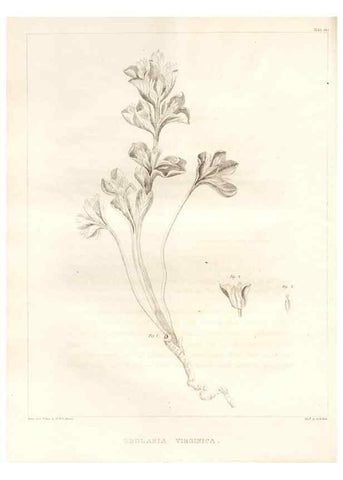 Reproducción/Reproduction 7361691250: A flora of North America :. Philadelphia :M. Carey & Sons,1821-23.