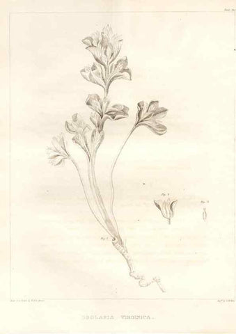 Reproducción/Reproduction 7361691250: A flora of North America :. Philadelphia :M. Carey & Sons,1821-23.