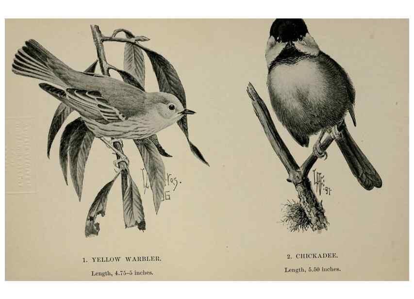 Reproducción/Reproduction 7365369854: Birdcraft :. New York :Macmillan Co.,c1897.