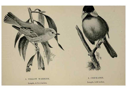 Reproducción/Reproduction 7365369854: Birdcraft :. New York :Macmillan Co.,c1897.