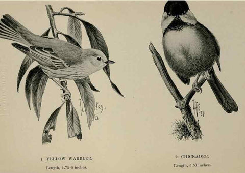 Reproducción/Reproduction 7365369854: Birdcraft :. New York :Macmillan Co.,c1897.