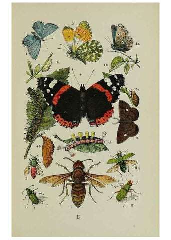 Reproducción/Reproduction 7365226130: The common objects of the country /. London :George Routledge and Sons,1894