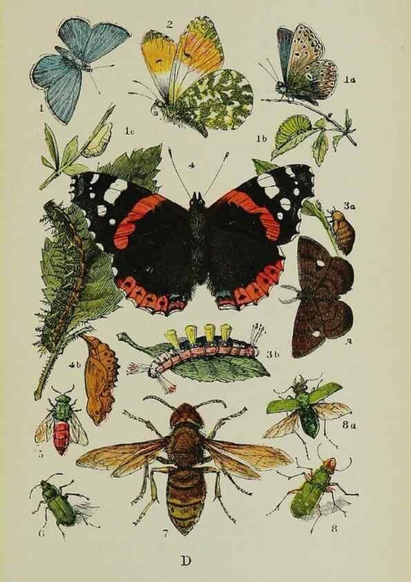 Reproducción/Reproduction 7365226130: The common objects of the country /. London :George Routledge and Sons,1894