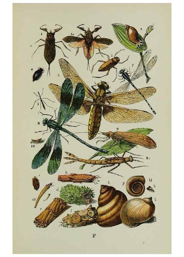 Reproducción/Reproduction 7365227166: The common objects of the country /. London :George Routledge and Sons,1894