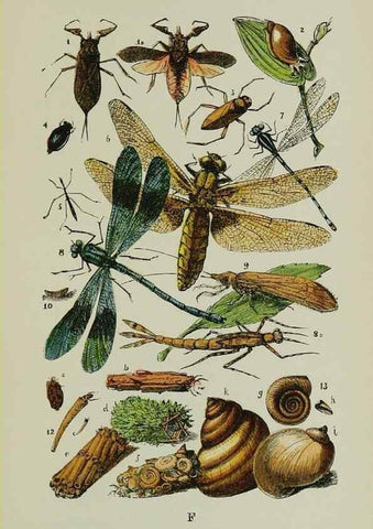 Reproducción/Reproduction 7365227166: The common objects of the country /. London :George Routledge and Sons,1894