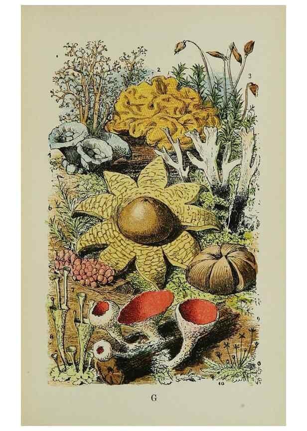 Reproducción/Reproduction 7365228874: The common objects of the country /. London :George Routledge and Sons,1894