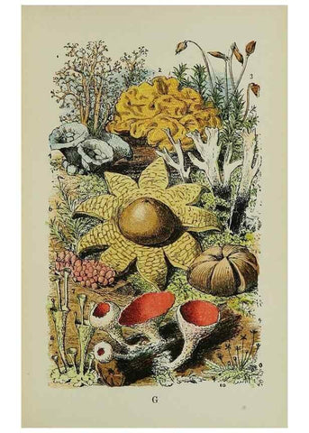Reproducción/Reproduction 7365228874: The common objects of the country /. London :George Routledge and Sons,1894