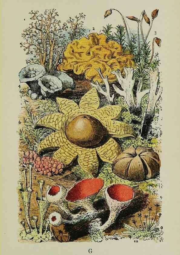 Reproducción/Reproduction 7365228874: The common objects of the country /. London :George Routledge and Sons,1894