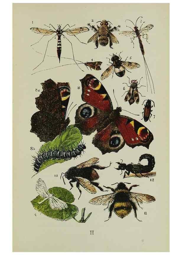 Reproducción/Reproduction 7365230554: The common objects of the country /. London :George Routledge and Sons,1894