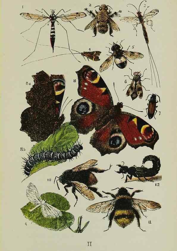 Reproducción/Reproduction 7365230554: The common objects of the country /. London :George Routledge and Sons,1894