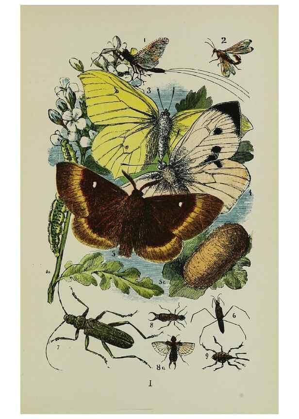 Reproducción/Reproduction 7180004051: The common objects of the country /. London :George Routledge and Sons,1894