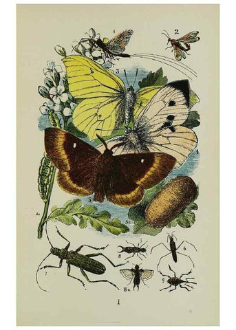 Reproducción/Reproduction 7180004051: The common objects of the country /. London :George Routledge and Sons,1894