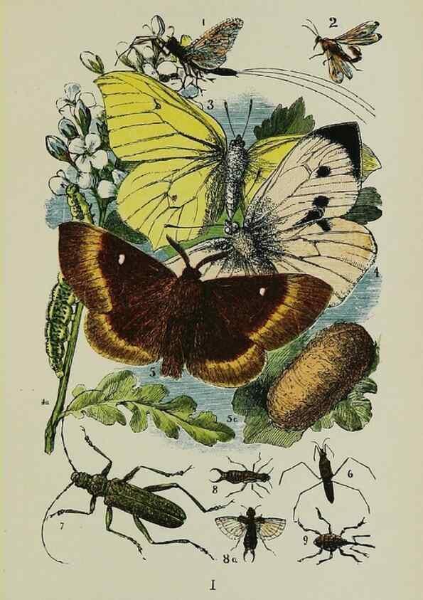 Reproducción/Reproduction 7180004051: The common objects of the country /. London :George Routledge and Sons,1894