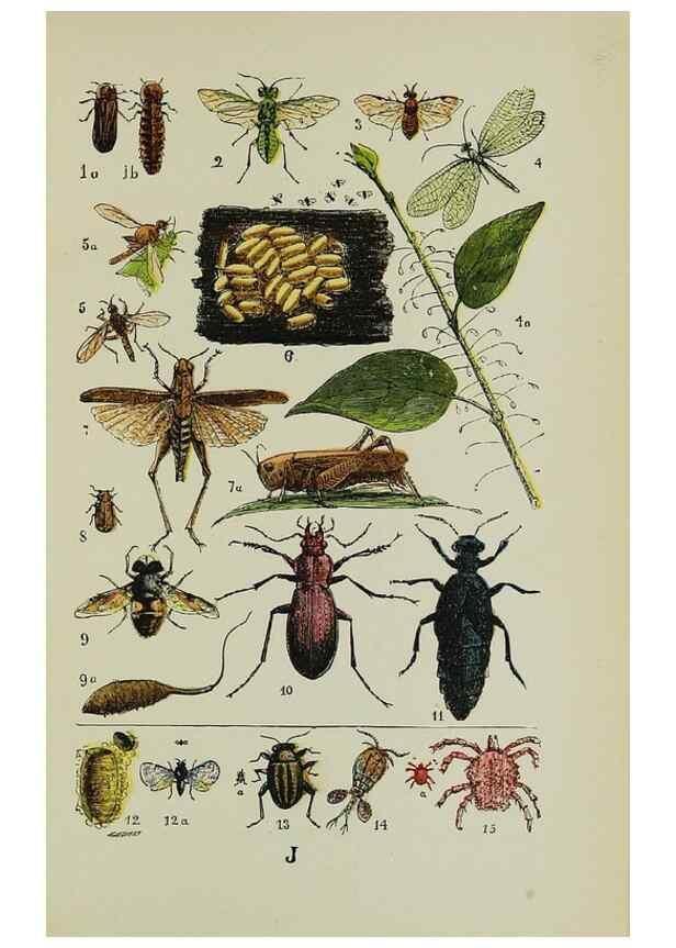 Reproducción/Reproduction 7180005231: The common objects of the country /. London :George Routledge and Sons,1894