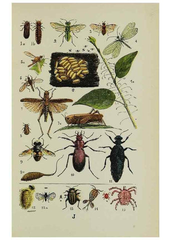 Reproducción/Reproduction 7180005231: The common objects of the country /. London :George Routledge and Sons,1894