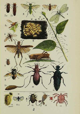 Reproducción/Reproduction 7180005231: The common objects of the country /. London :George Routledge and Sons,1894