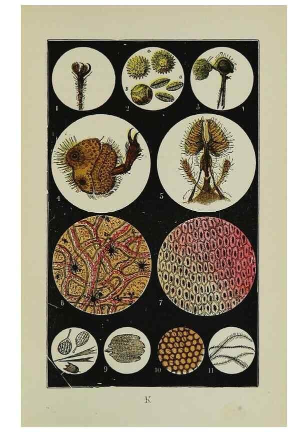 Reproducción/Reproduction 7365234372: The common objects of the country /. London :George Routledge and Sons,1894