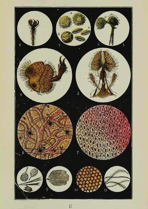 Reproducción/Reproduction 7365234372: The common objects of the country /. London :George Routledge and Sons,1894