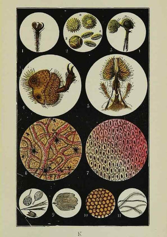 Reproducción/Reproduction 7365234372: The common objects of the country /. London :George Routledge and Sons,1894