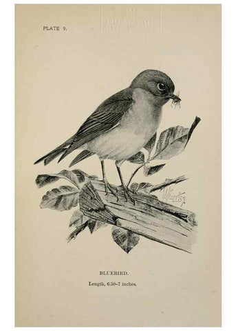 Reproducción/Reproduction 7180140623: Birdcraft :. New York :Macmillan Co.,c1897.