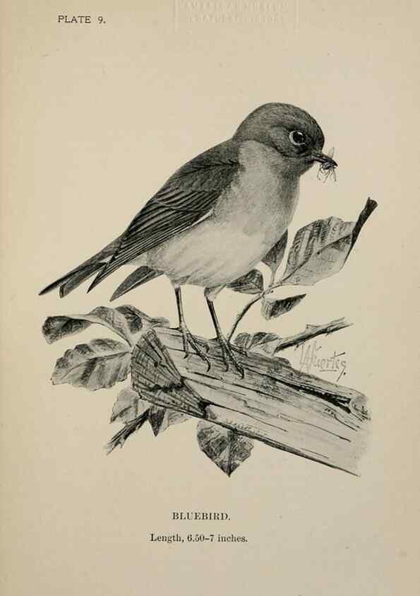 Reproducción/Reproduction 7180140623: Birdcraft :. New York :Macmillan Co.,c1897.