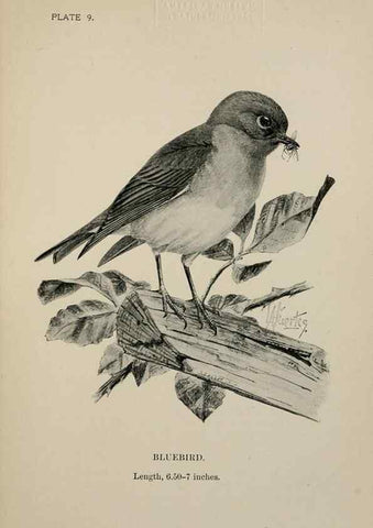 Reproducción/Reproduction 7180140623: Birdcraft :. New York :Macmillan Co.,c1897.