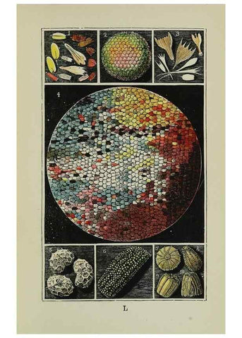 Reproducción/Reproduction 7180008607: The common objects of the country /. London :George Routledge and Sons,1894