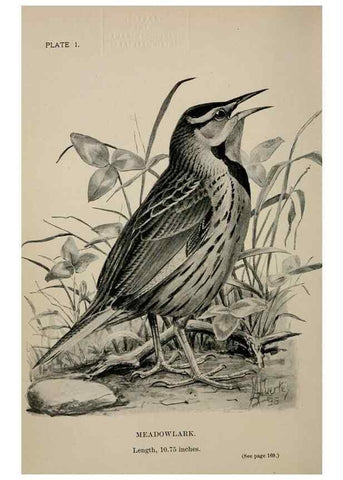 Reproducción/Reproduction 7180131033: Birdcraft :. New York :Macmillan Co.,c1897.