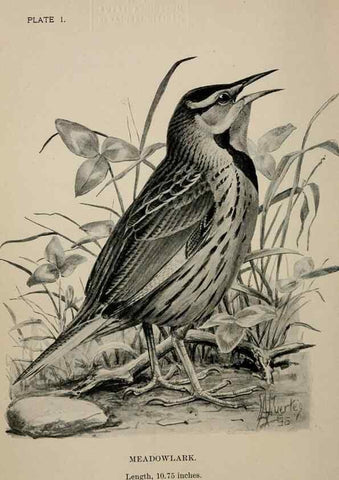 Reproducción/Reproduction 7180131033: Birdcraft :. New York :Macmillan Co.,c1897.