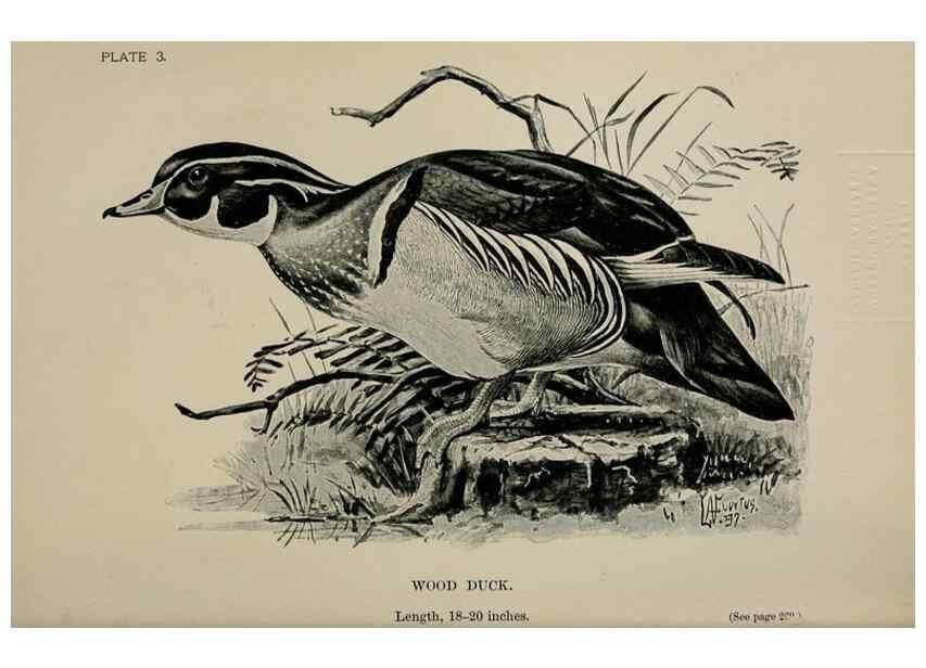 Reproducción/Reproduction 7180133721: Birdcraft :. New York :Macmillan Co.,c1897.