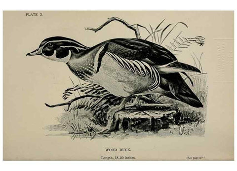 Reproducción/Reproduction 7180133721: Birdcraft :. New York :Macmillan Co.,c1897.