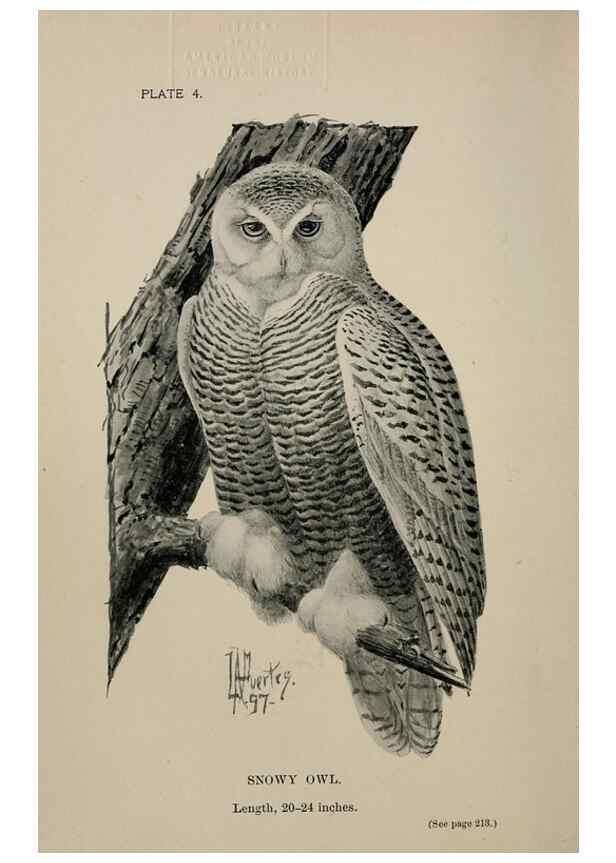 Reproducción/Reproduction 7365363262: Birdcraft :. New York :Macmillan Co.,c1897.