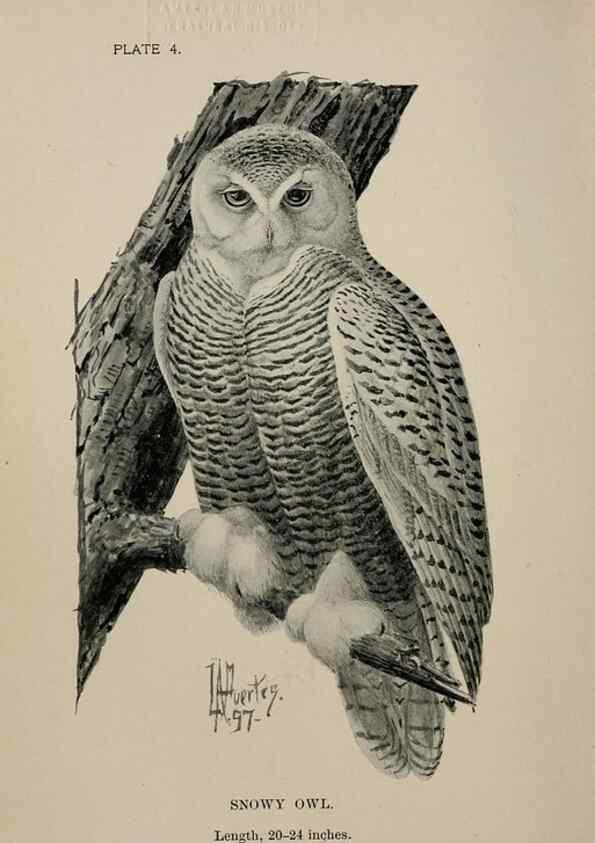 Reproducción/Reproduction 7365363262: Birdcraft :. New York :Macmillan Co.,c1897.