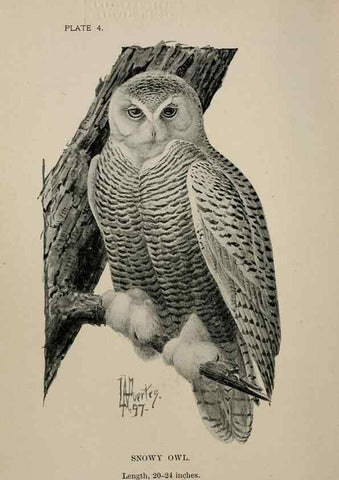 Reproducción/Reproduction 7365363262: Birdcraft :. New York :Macmillan Co.,c1897.