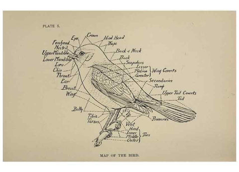 Reproducción/Reproduction 7180136233: Birdcraft :. New York :Macmillan Co.,c1897.