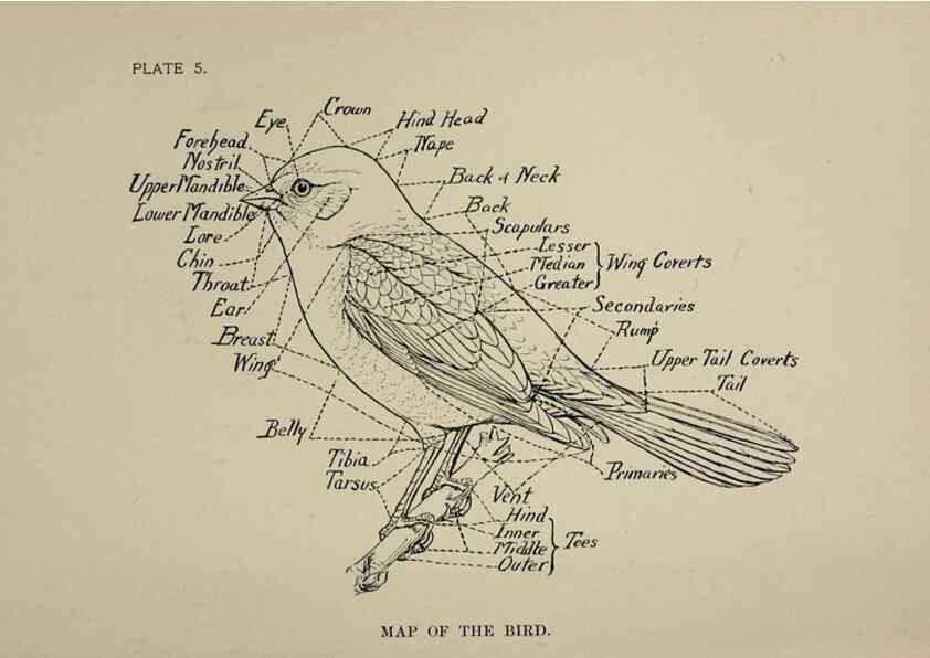 Reproducción/Reproduction 7180136233: Birdcraft :. New York :Macmillan Co.,c1897.