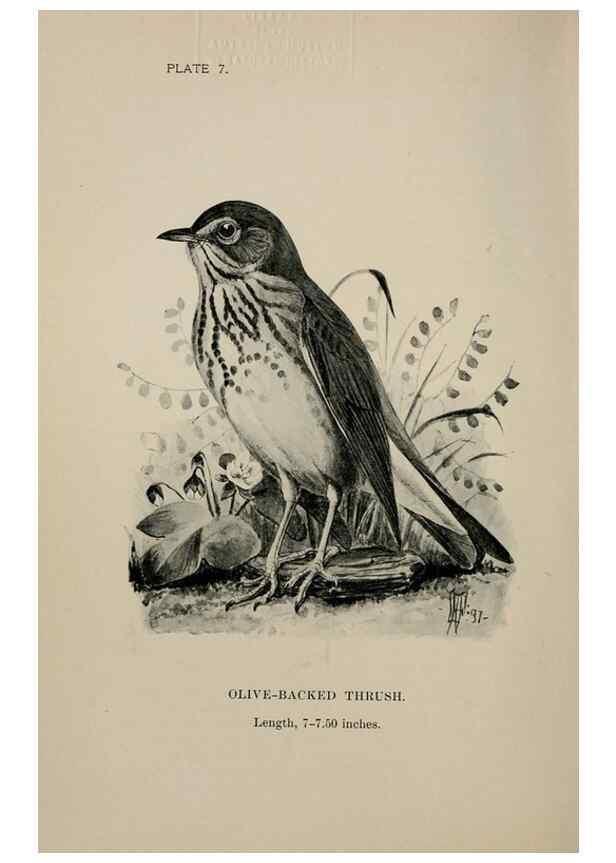 Reproducción/Reproduction 7180138601: Birdcraft :. New York :Macmillan Co.,c1897.