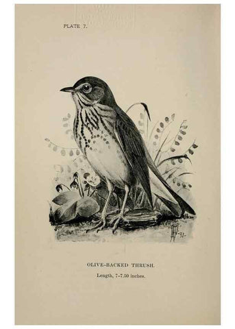 Reproducción/Reproduction 7180138601: Birdcraft :. New York :Macmillan Co.,c1897.
