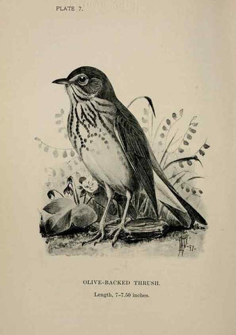 Reproducción/Reproduction 7180138601: Birdcraft :. New York :Macmillan Co.,c1897.