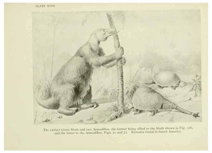 Reproducción/Reproduction 7335350872: The book of the animal kingdom.. London,J. M. Dent & sons, ltd.;1910.